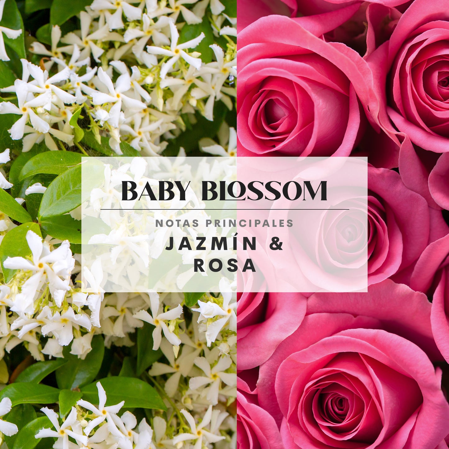 Baby Blossom