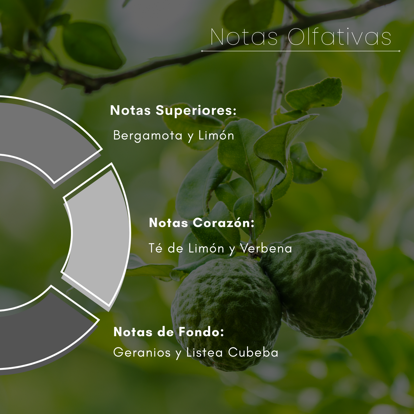 Citrus Bloom