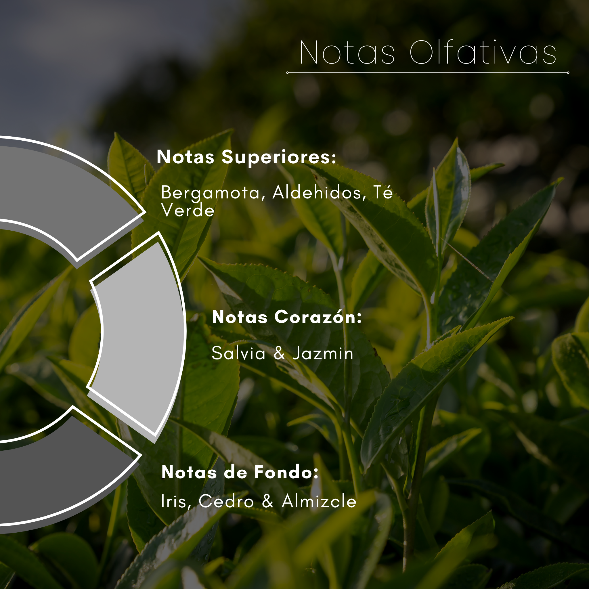 Iris Blend Nebuaroma