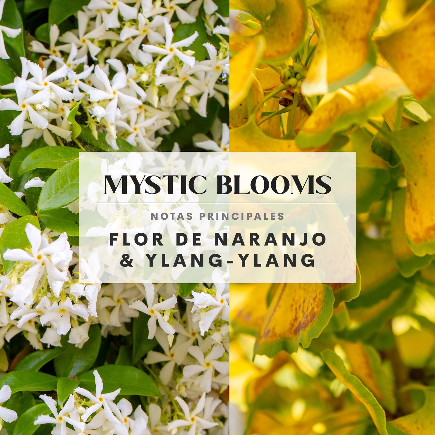 Mystic Blooms